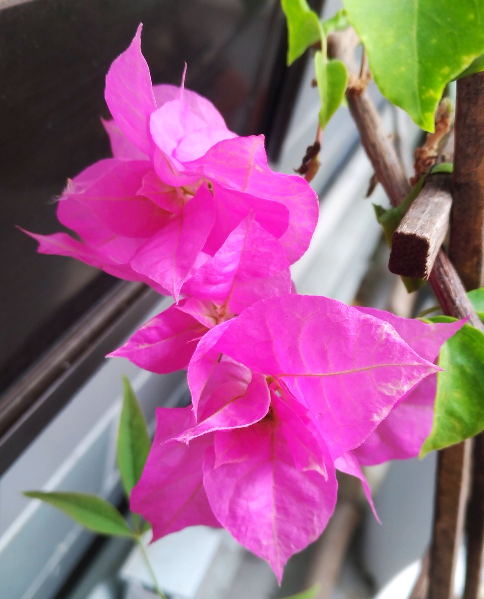 こころんグリーン わが家のブーゲンビリアの花が咲いています 淡いピンクの花が幾つか開いています 結構長い間咲いていてくれます ブーゲンビリア 淡いピンクの花 春の花 春 園芸品種 園芸 ガーデニング 熊本市南区 熊本