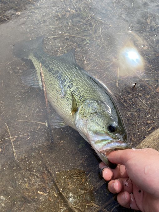 ジークラックのイモリッパー60のインプレ情報 最適なフックサイズは ワーム部