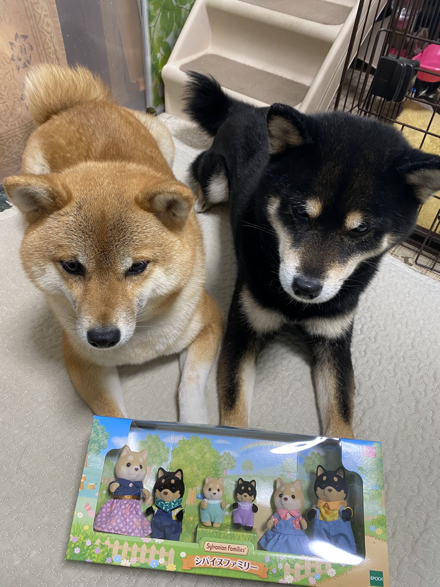 送料込み シルバニアファミリー シバイヌファミリー 未使用 未