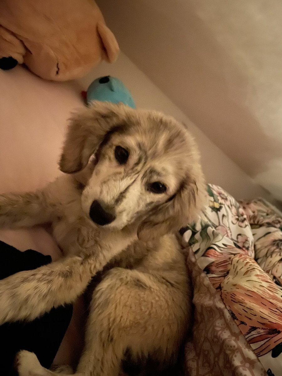 Hey Twitter, meet Moose 🐶💛