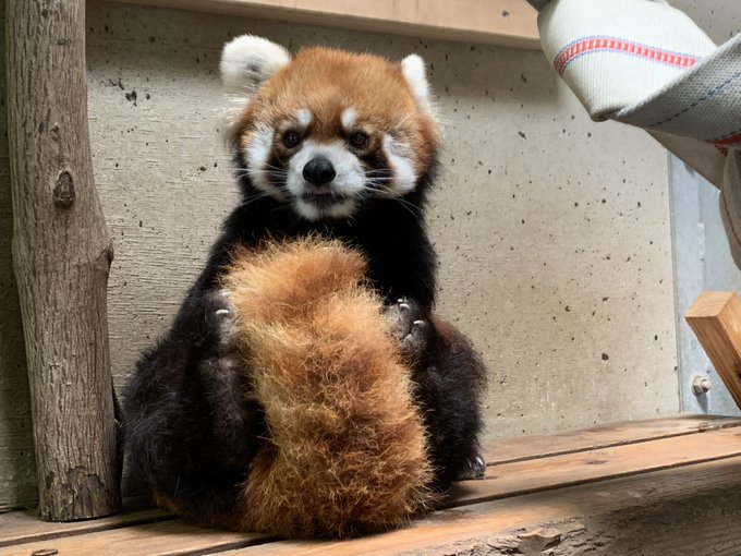 これは おもちゃの取り合いでレッサーパンダのように威嚇し合うちびっこ達
