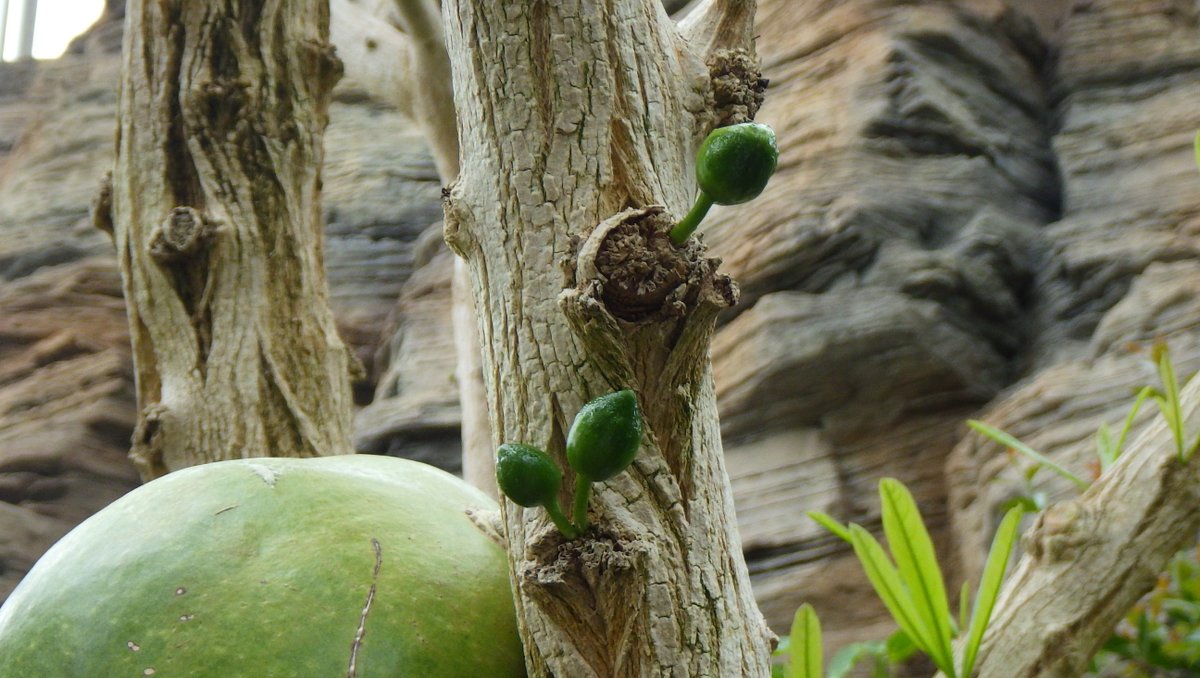 新潟県立植物園 熱帯植物ドーム 熱帯果樹エリアでは様々な植物が花を咲かせ終えて果実をつけています ぜひ観察してみてください Nk モンキージャック クワ科 ジャボチカバ フトモモ科 フクベノキ ノウゼンカズラ科 アーモンド