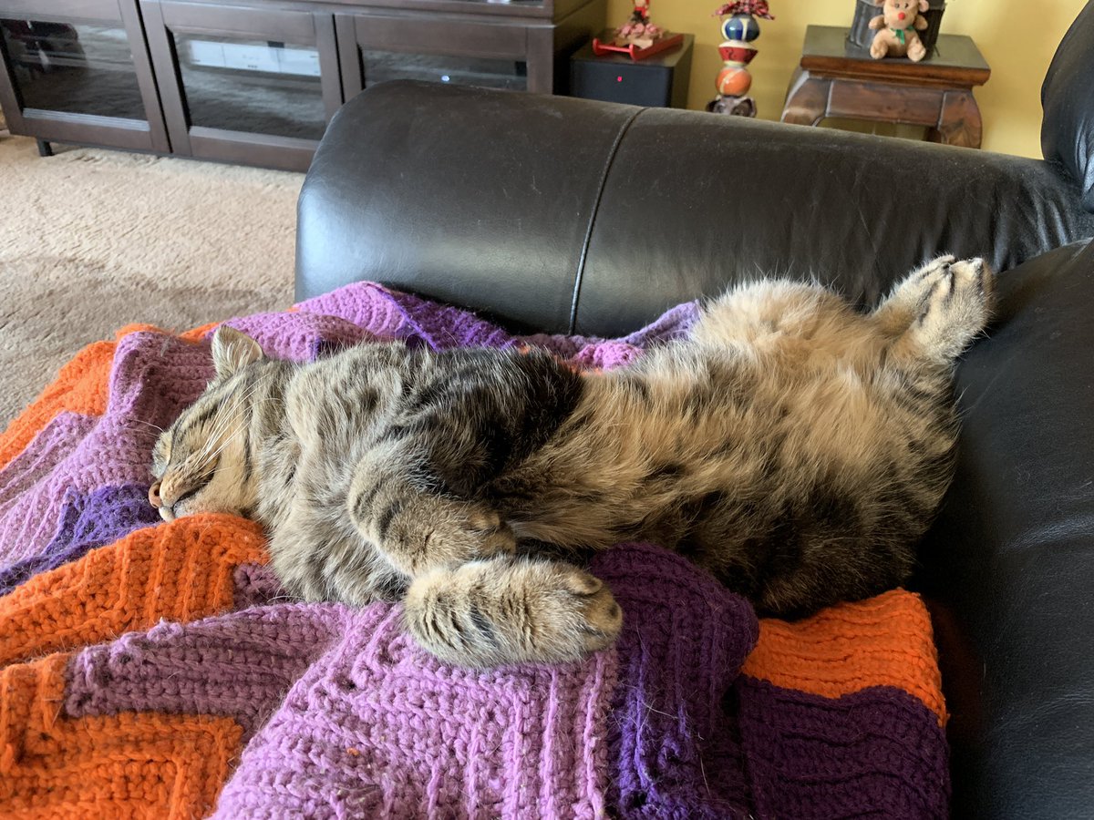 Pinotcat's tweet image. Happy national tabby cat day from Pinot.