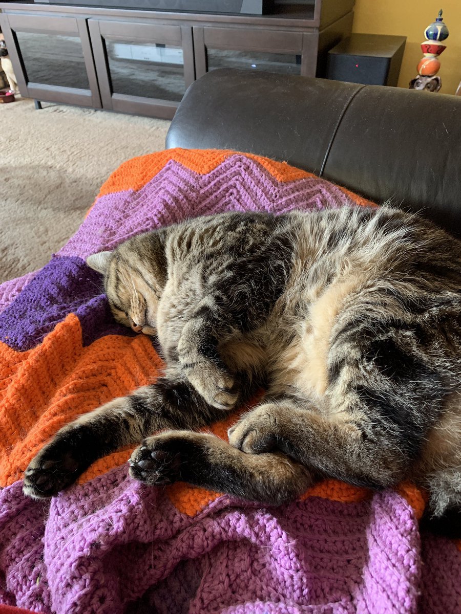 Pinotcat's tweet image. Happy National Tabby Cat day from Pinot.