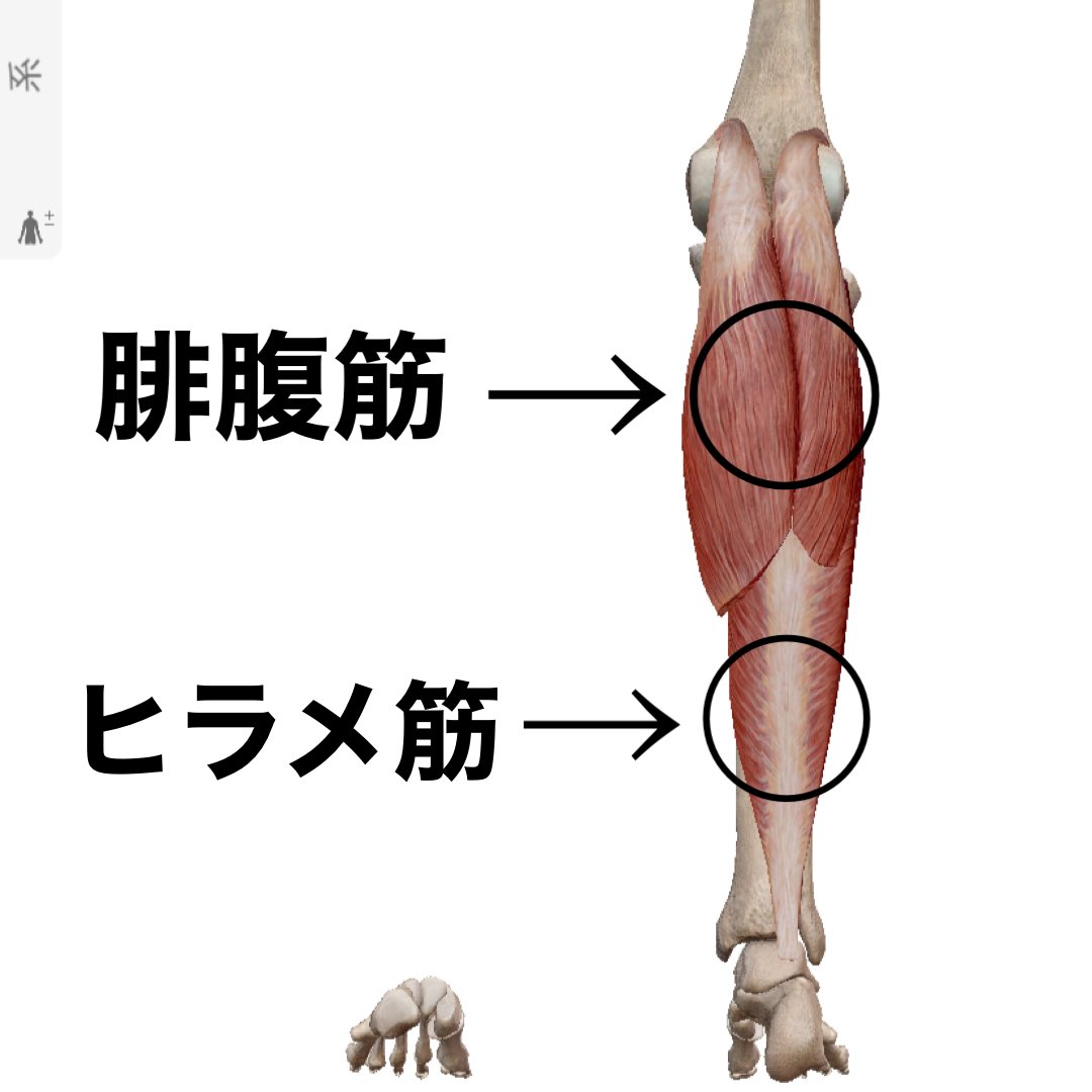 守屋 トレーナー 足首が太い原因 下腿三頭筋は腓腹筋とヒラメ筋で構成され足関節の底屈に関与し腓腹筋は二関節筋で膝の屈曲にも関与する 歩行時 股関節と膝が伸展せず屈曲位で歩行を続けると ヒラメ筋が肥大し足首が太くなる 膝から下を細くしたい場合