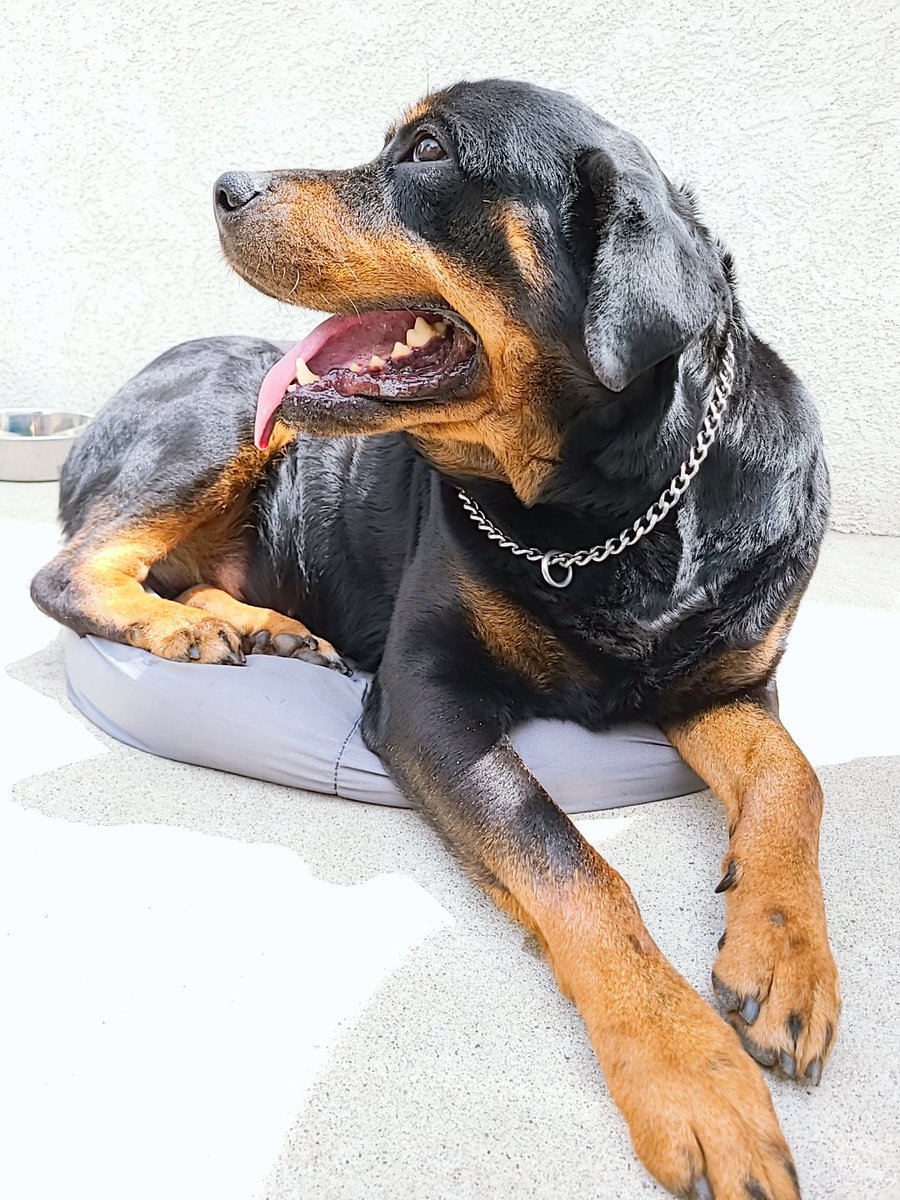訓練犬 訓練犬