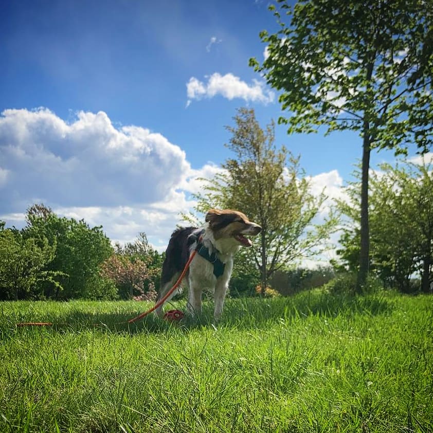 OllietheC0llie's tweet image. #6monthsold today! Celebrating with an #Ollieday at #LibertyStatePark 🐶🎉😃