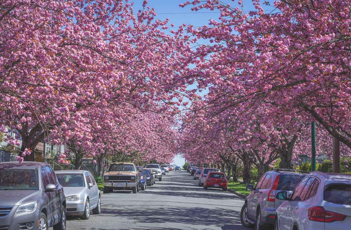ontidepa's tweet photo. Spring in #Vancouver #cherryblossoms #vcbf https://t.co/5tF3iovAFX