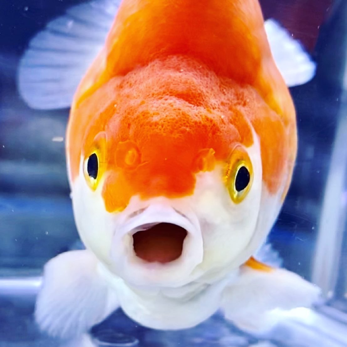 だるま琉金 だるま琉金