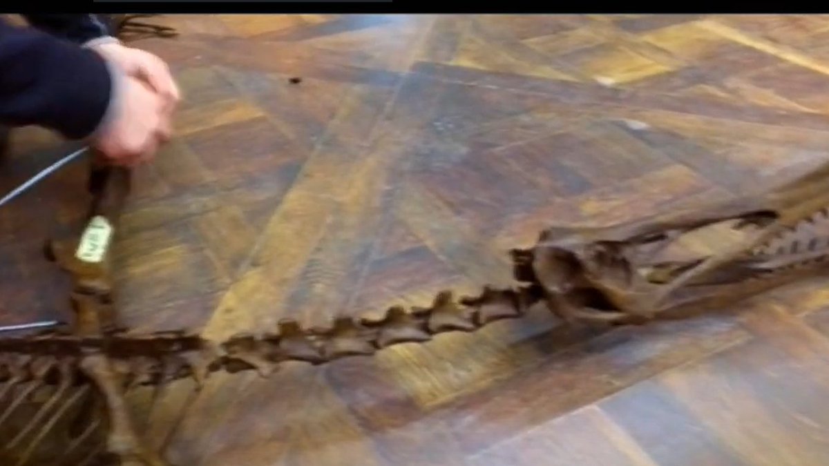 jurassic_korea's tweet photo. Did you know? Originally, there was a Pterosaur fossil in the Lockwood manor https://t.co/bW2Qn0wVdy
