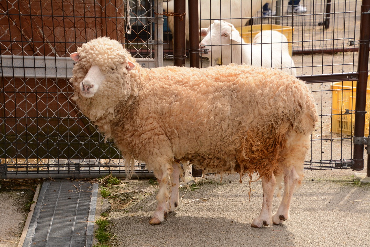 秋田市大森山動物園 on X: 