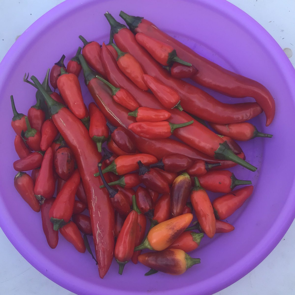 Despite the frost, the chilli harvest continues. 
#BackyardVegies
#Canberra https://t.co/2ISruLbLew