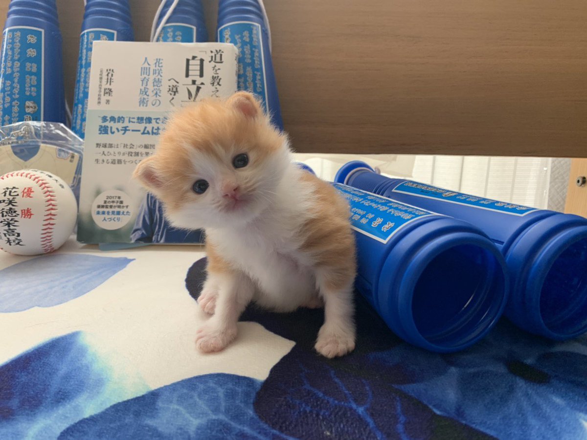 キャモッ木っ端微塵🫧 tweet media