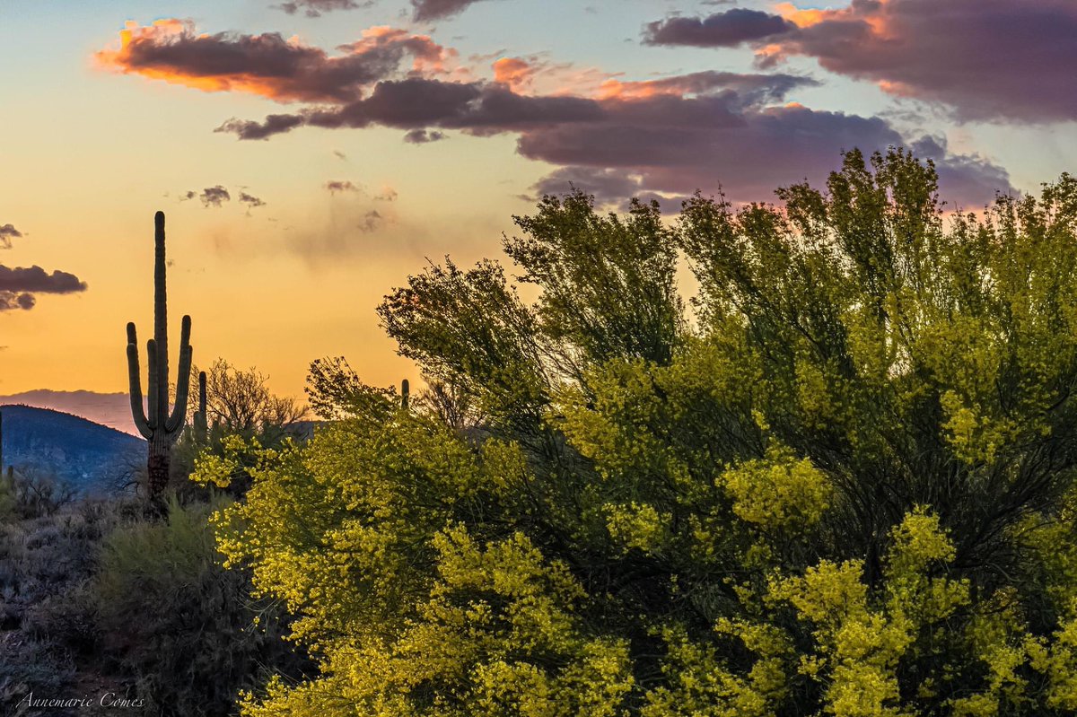 ComesAnnemarie's tweet photo. Goodnight on this last day in #April!๐ณ๐ต๐ผ๐ผ๐ผ
A new month is around the corner.
#yellowtrees #paloverde #arizona https://t.co/JMuqIlfeKy