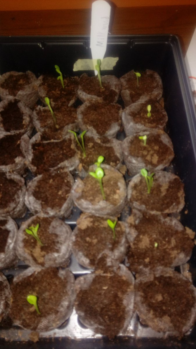 Continuing this thread now that stream time and stuff is over, these are my milkweed seedlings.