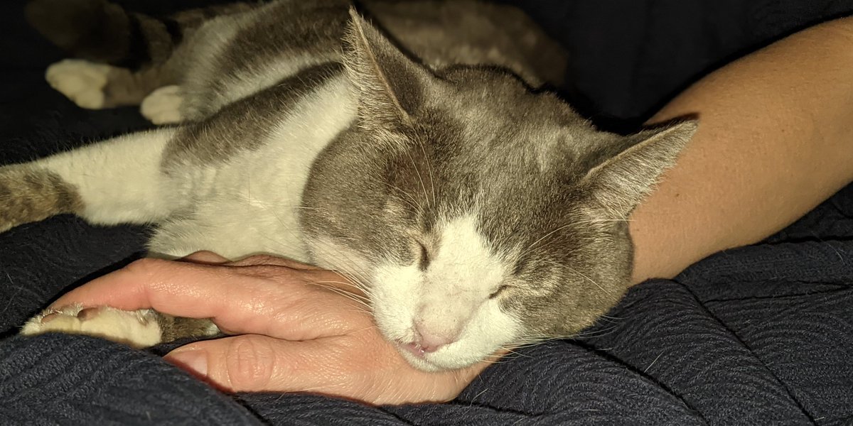 RealRuggle's tweet image. Sweet Boy!
#Caturday #CatsOfTwitter #Cats #SweetDreams