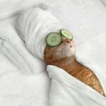 美意識が高いバスローブ姿の猫のフィギュアが可愛い!来局用のタオルに添えるのがおすすめ!
