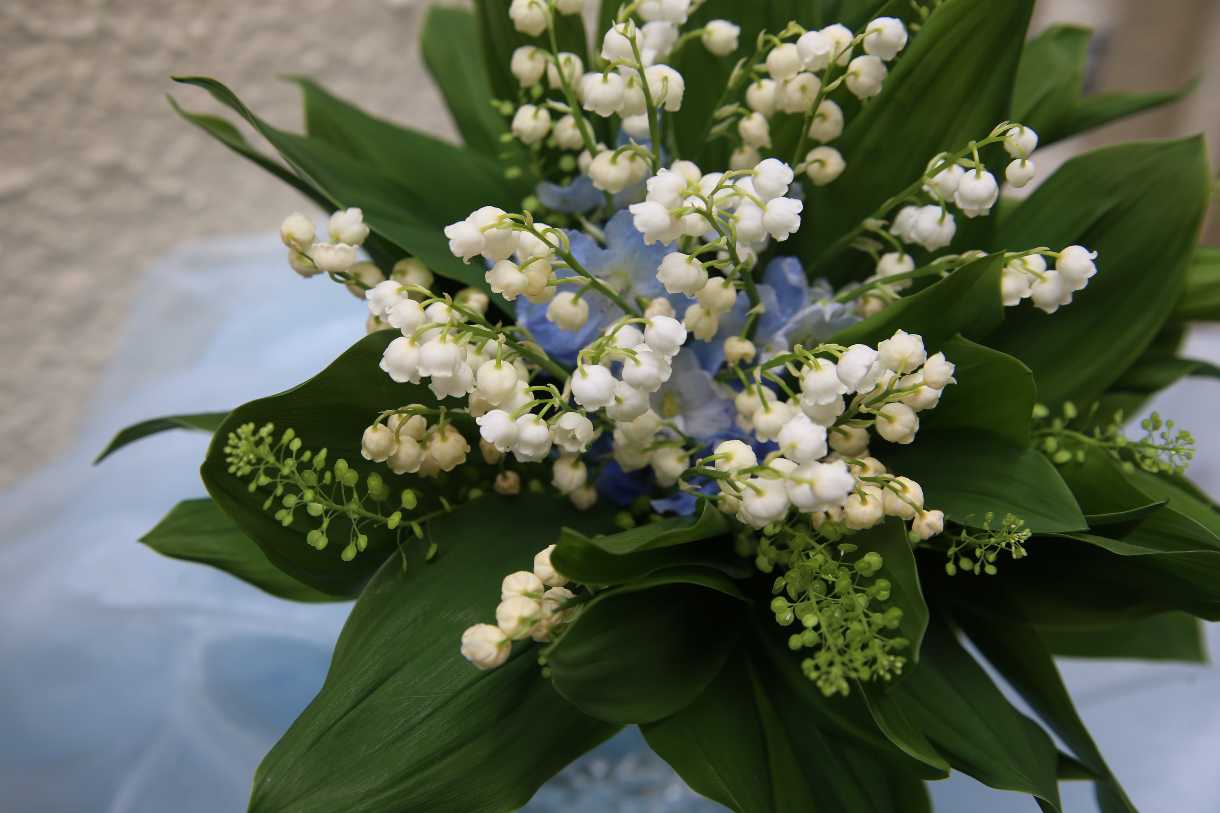 日高ちひろ 5月1日メイ デーはスズランの日 La Fete Du Muguet スズランを贈ると もらった人もプレゼントした人も幸せになるそうです フランスの習慣の事トピックスで取り上げました T Co 0dy4o8thsi T Co Wepnx3eekk Twitter