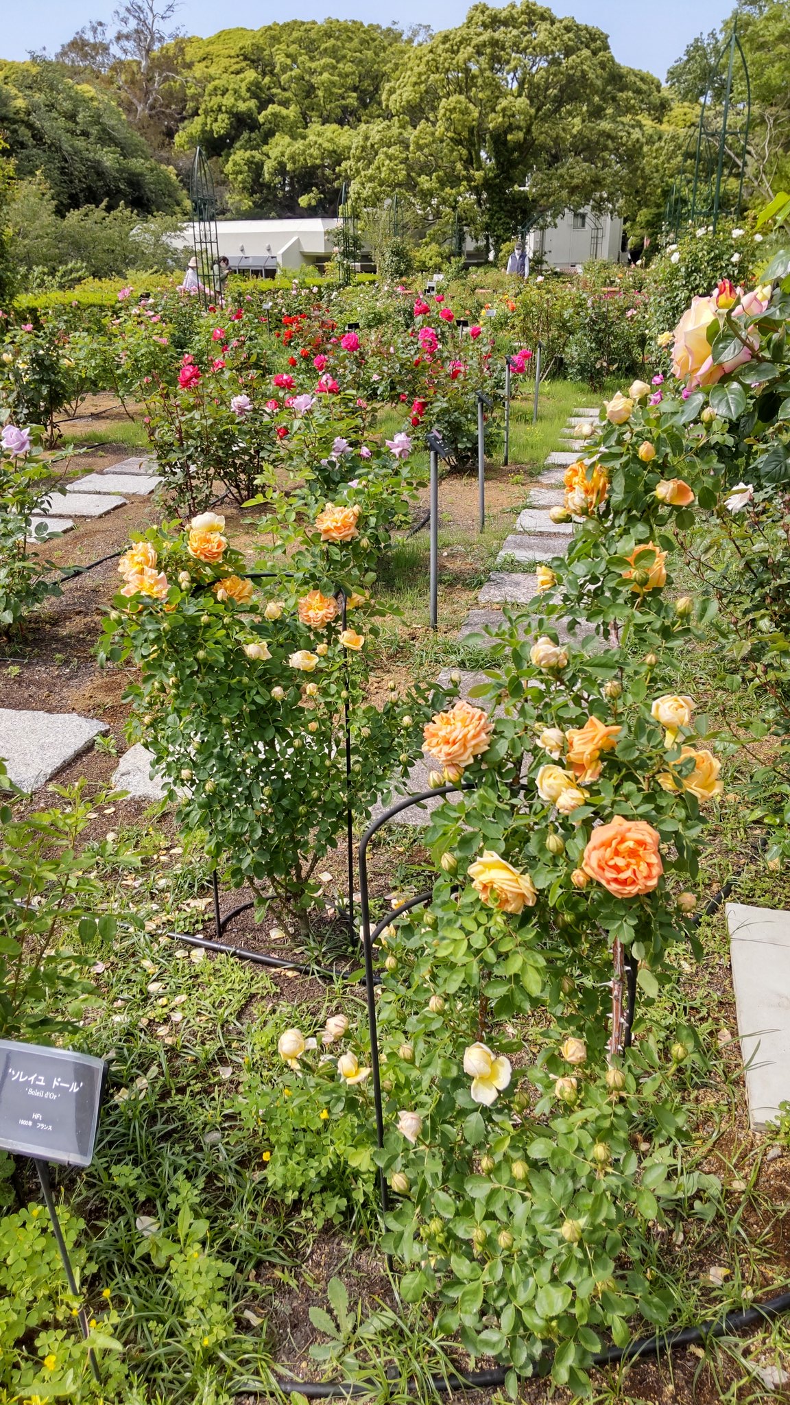 横浜市こども植物園 Twitter Search Twitter