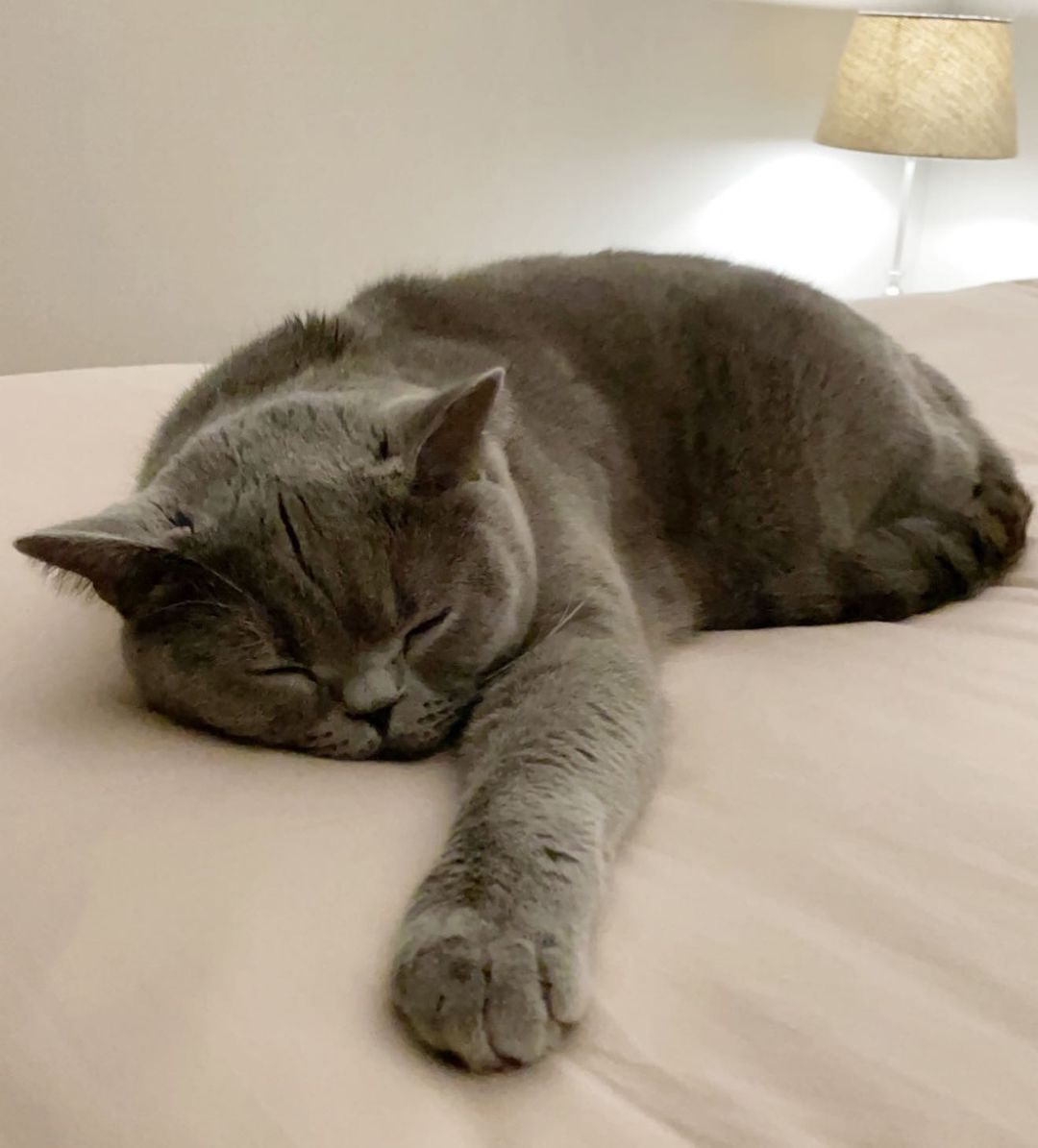 Happy Worker's Day

In celebration of all the hard workers out there, we are prescribing a good cat nap!

📸 @blueearlgreythebsh