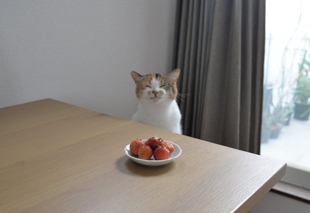 Simpanyaki's tweet image. nigga cat!