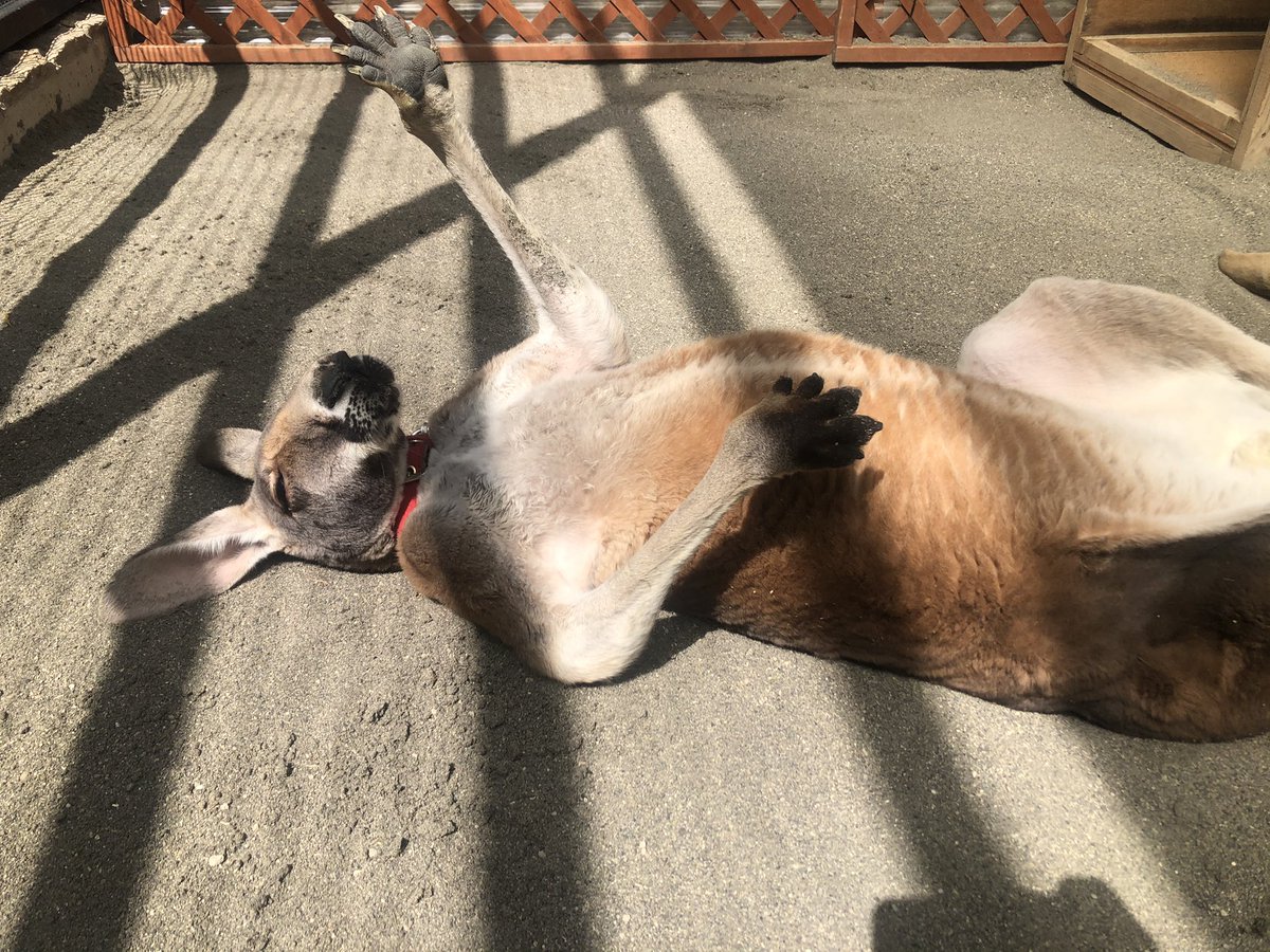 公式 Tca東京eco動物海洋専門学校 على تويتر 窮屈な日々が続いていますが 皆で頑張って乗り越えましょう ジョーおじさんも のんびりステイホームを満喫しています 動物たちののんびり生活を見習って たまにはゆっくり過ごしましょう Tca Eco カンガルー