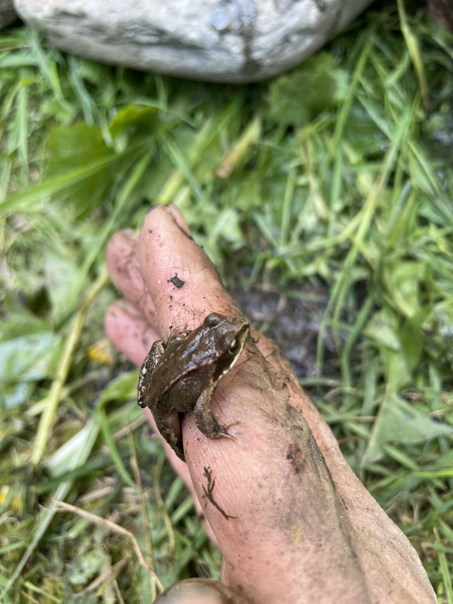 Our old pond needed changing - so we relaid the space with pond liner and carried out an amphibian survey - 25 #newts and one #frog! Not bad for a tiny urban pond #wildlife #30dayswild #UrbanNatureProject