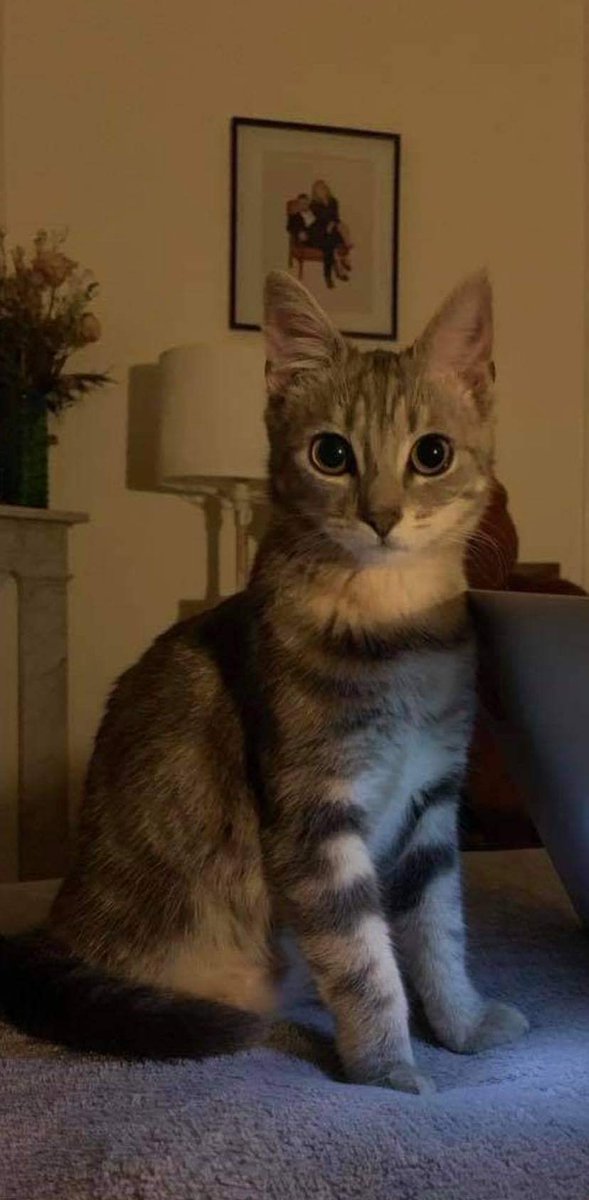 Bonjour à tous, peut être ridicule comme tweet mais bref, pour une fois que je peux utiliser mon « influence » 
J’ai perdu mon chat et j’suis pas trop bien 
Dans le 14eme arrondissement à Paris, si vous le voyez ou si vous avez une trace, envoyez moi un DM s’il vous plait