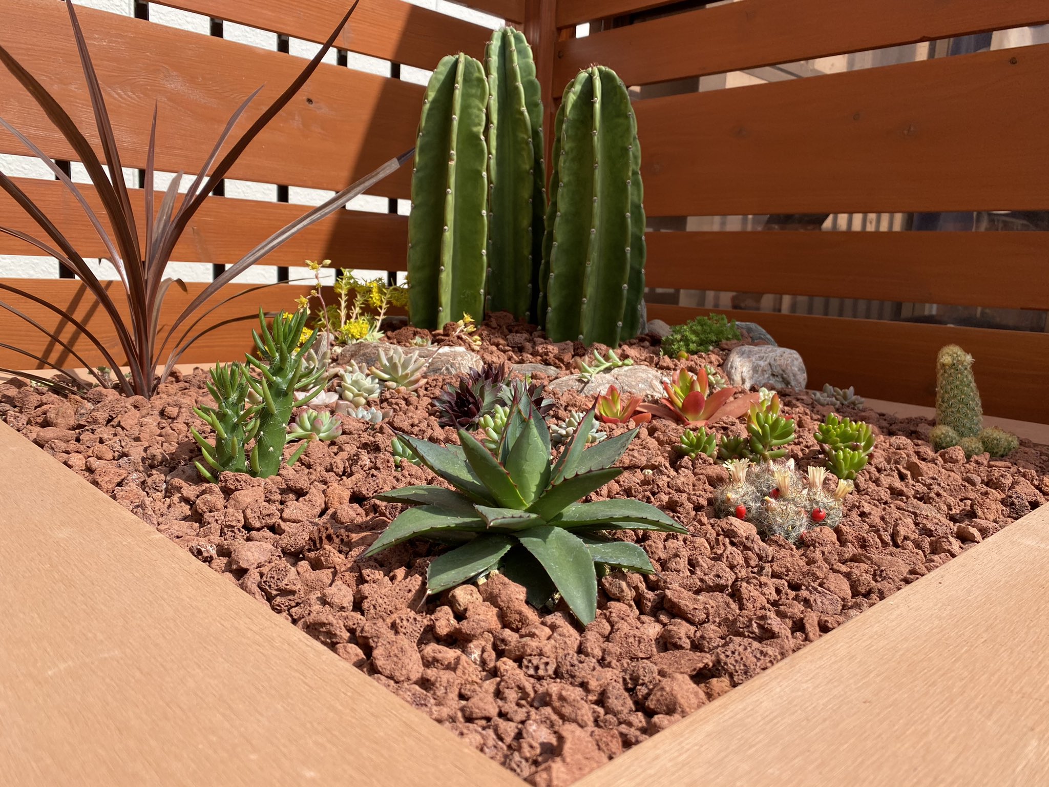 アガベ サボテンドライガーデンセット