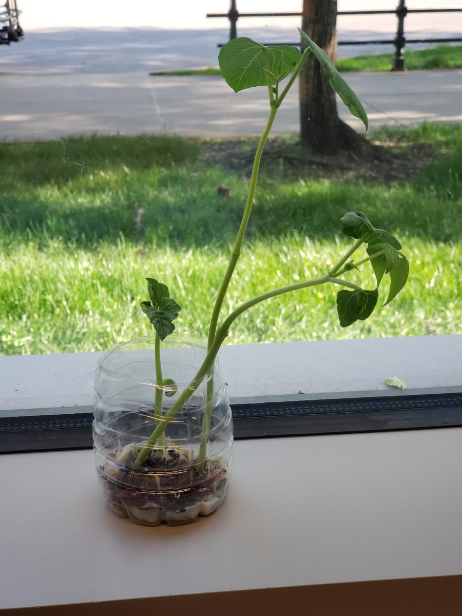 EpicsHaiti's tweet photo. And just to end up the semester with the finishing touch .Our seeds are now more than sprouts. They are now all grown and beginning their vegetative stage. Here are near to produce our lovely green beans.  #EPICSPurdue 

⁃Team Hydroponics https://t.co/g4rqetPNww