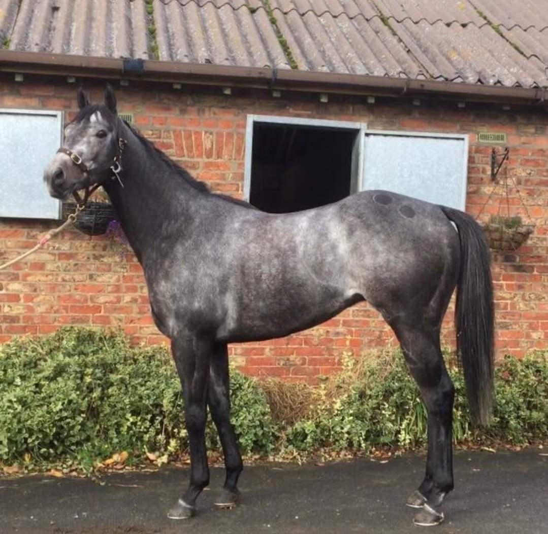 nufc4444's tweet photo. A special good luck message to #Savalas today who is running @ThirskRaces in the 4:25 which I proudly part own!
Good luck to all connections with #Rumrunner as well in the 2:10🐎🐎🐎🐎🐎🐎🐎🐎🐎
#HorseRacing
#athletes
#countrylife
@samjock22 @TwelveMinimum @geoffharker https://t.co/sa4kkUkruq