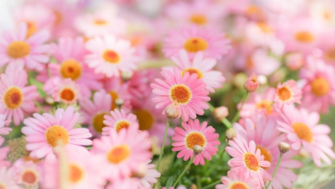 お花可愛い お花可愛い