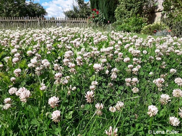 Who's doing #NoMowMay?! 🙋 Simply leave a patch (or all!) of your lawn and see what grows!