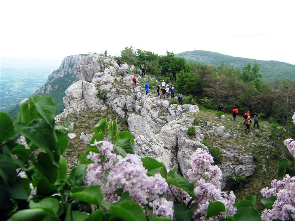 @GardenOpus Common Lilac in its natural habitat in the mountains of eastern Serbia.