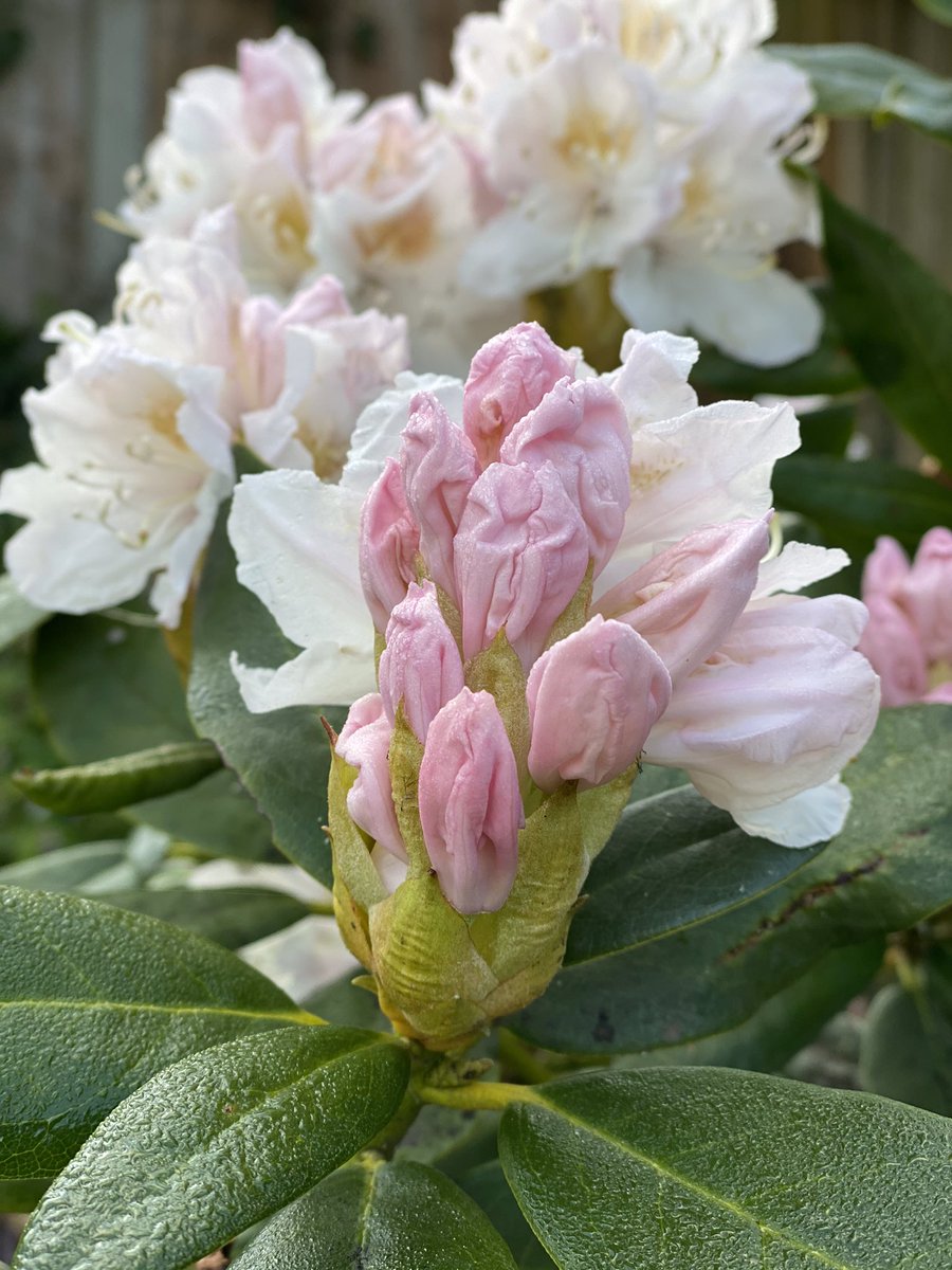 May Day blooms 🌸 #MayDay #FirstOfMay