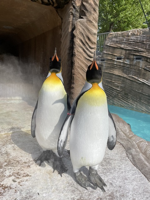 名古屋市東山動植物園 公式ブログ オウサマペンギン T Co Omafk7wlxo 東山動植物園 公式ブログ オウサマペンギン 動物園 名古屋 名古屋市東山動植物園 公式ブログ オウサマペンギン T Co Omafk7wlxo 東山動植物園 公式ブログ オウサマペンギン 動物園 名古屋