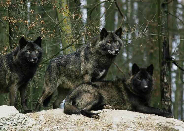 hourlywolvesbot's tweet image. HourlyWolves presents: