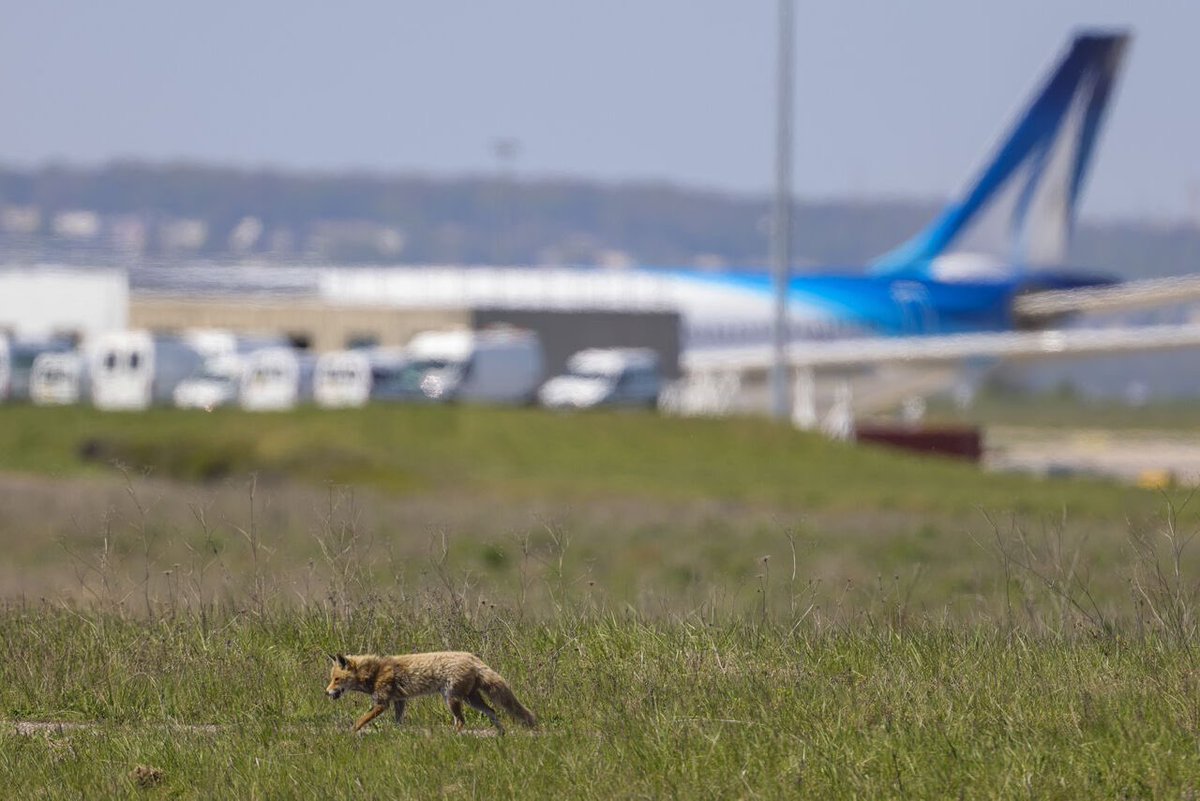 Comme Un Avion ✈️ tweet media