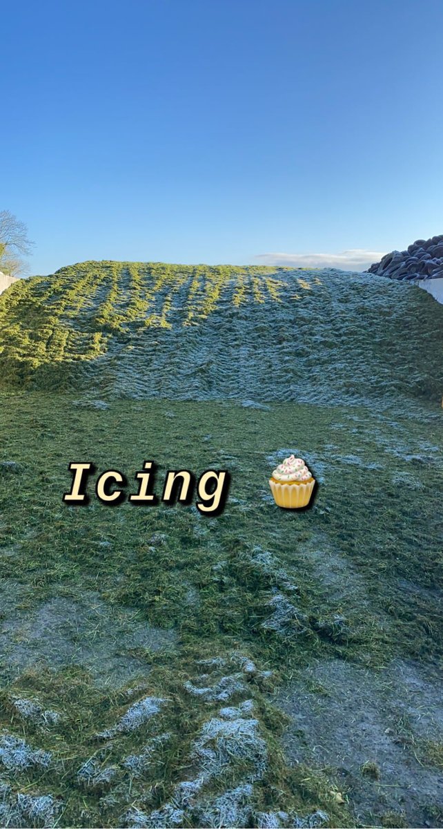 Said I’d throw a little sugar on the 1st cut yesterday 🙈🙈