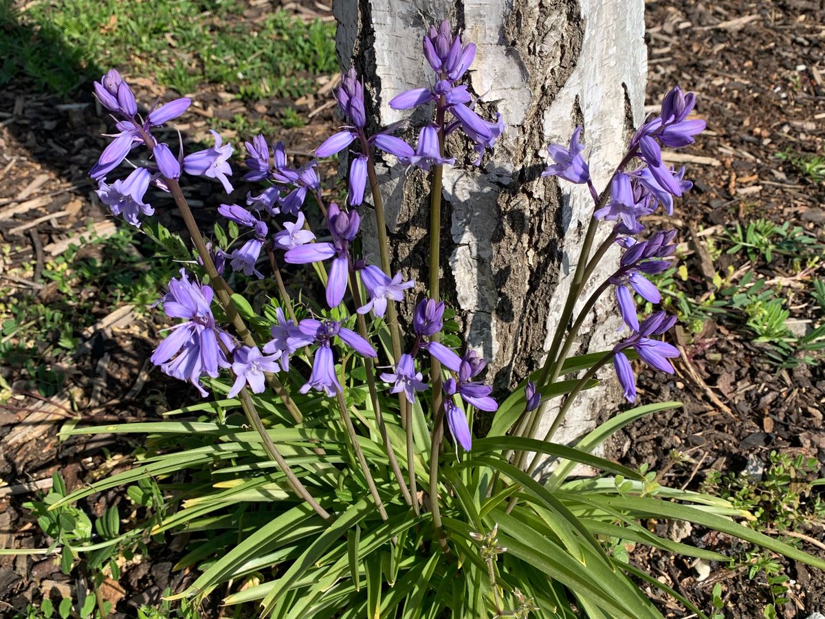 Of Birch & Bluebells...#Beltane Blessings to one & all. #Roodmas #MayDay #SummersComing 🌞