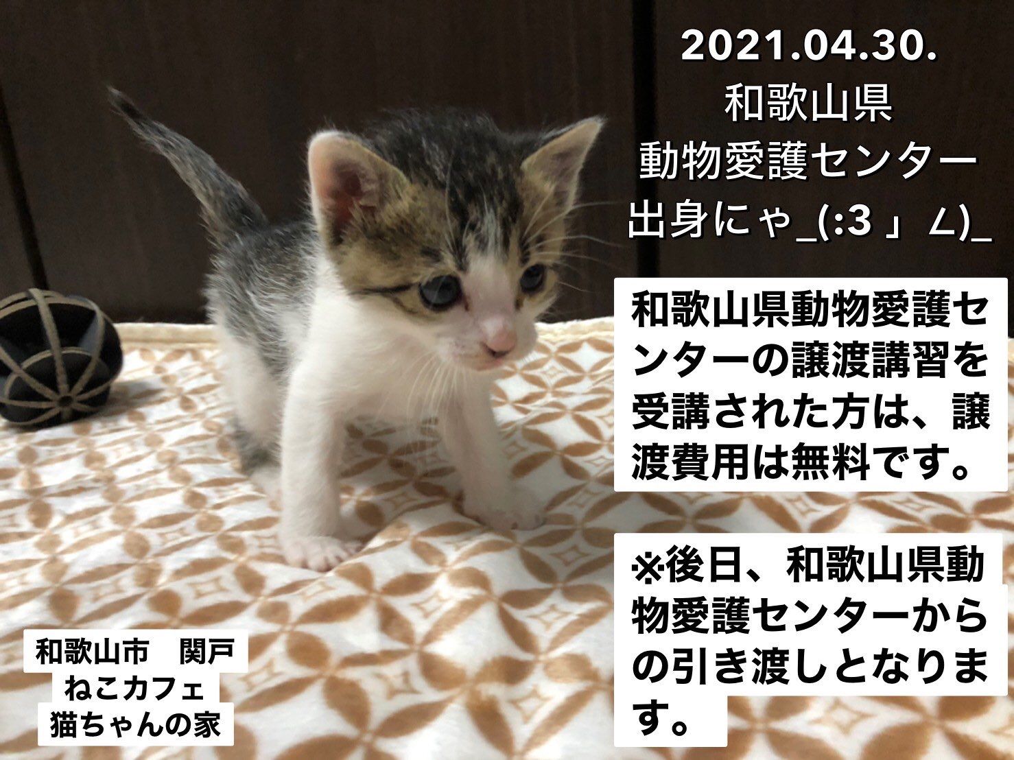 ねこカフェ 猫ちゃんの家のにゃんこ 和歌山 猫カフェ 和歌山県 和歌山市 猫カフェ ねこカフェ猫ちゃんの家 素敵な 里親様 と出会うために 皆様 情報拡散のご協力をお願い致します 里親募集 詳細は下記hpをご覧下さい T Co