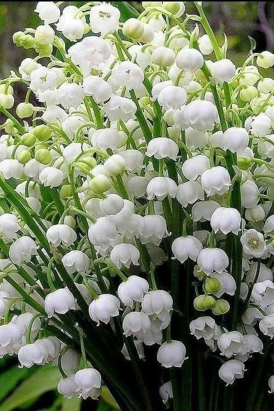 1st of May, Lilly of the Valley brings happiness in France #muguet #1erMai #Frenchtradition