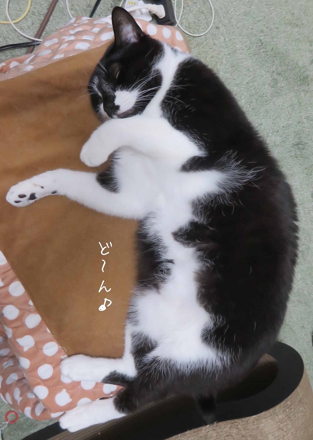 ルル ぷっくりマズル 寝ている時はアザラシ体型だが 動いている時は プーマのロゴのような体型になる愛猫 猫好きさんと繋がりたい 猫好きな人と繋がりたい 猫のいる生活 猫のいる暮らし 猫のいる幸せ 猫好き 猫写真 猫あるある 猫 T Co