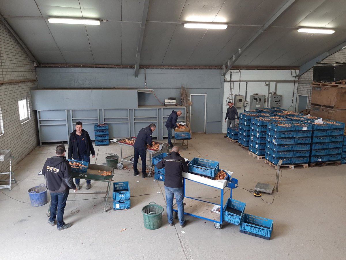 RemijnLuc's tweet photo. De klus is weer geklaard, 8 uienspecialisten hebben zaaiuien gekeurd. @Uinovatie coördineert het onderzoek in opdracht van @uirekaonderzoek en zorgt jaarlijks dat de rassenlijst gepresenteerd wordt op de landelijke #UIKC uiendag. Dit jaar op 26 augustus. https://t.co/XPt1BGUzd1