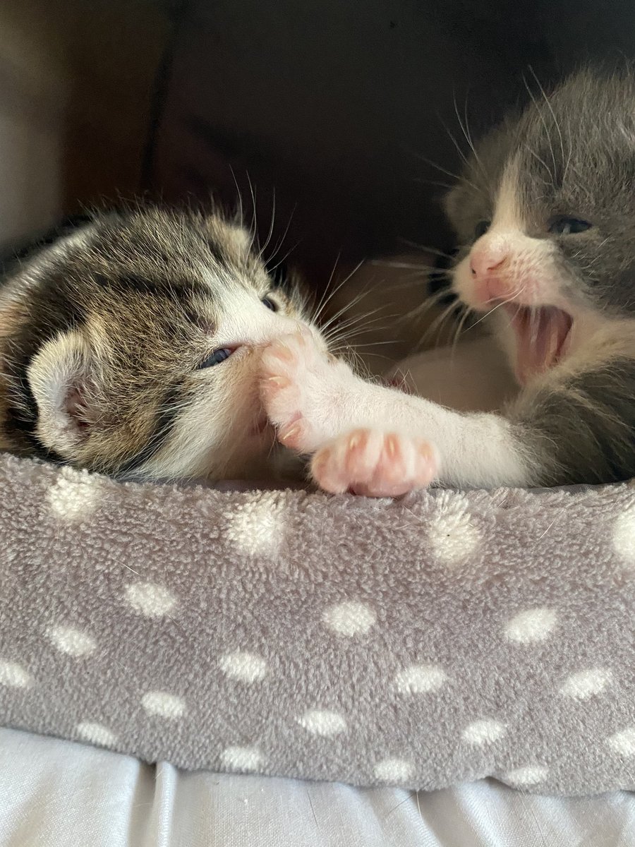 Shhhhhhhhhhhh 😹 #kittens #2weeksold #CatsOfTwitter #Caturday #CatsRule #babies 💜🤍