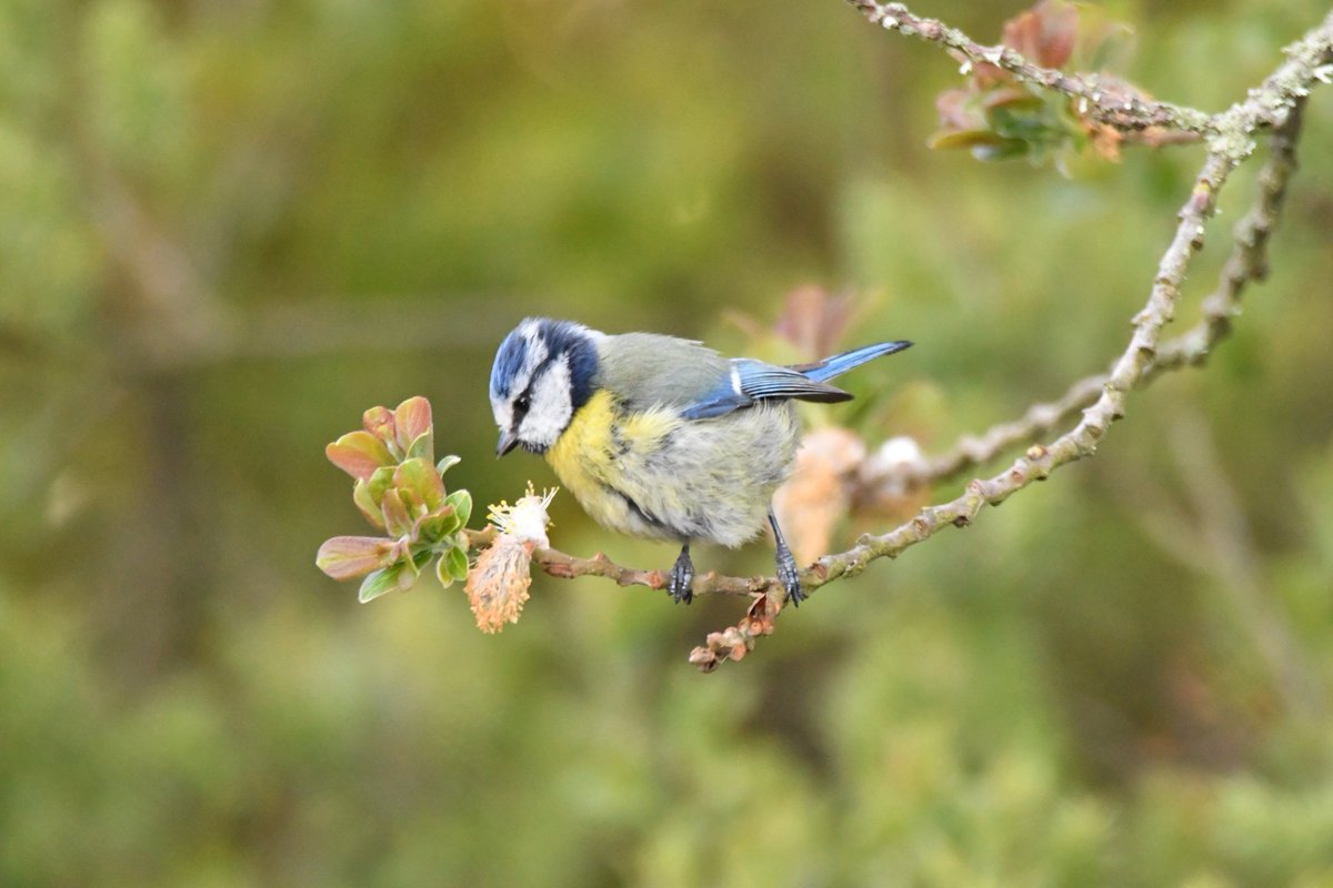 Blue-Tit Bude Cornwall 〓〓 
#wildlife #nature #lovebude 
#bude #Cornwall #Kernow #wildlifephotography #birdwatching
#TwitterNatureCommunity
#BlueTit
