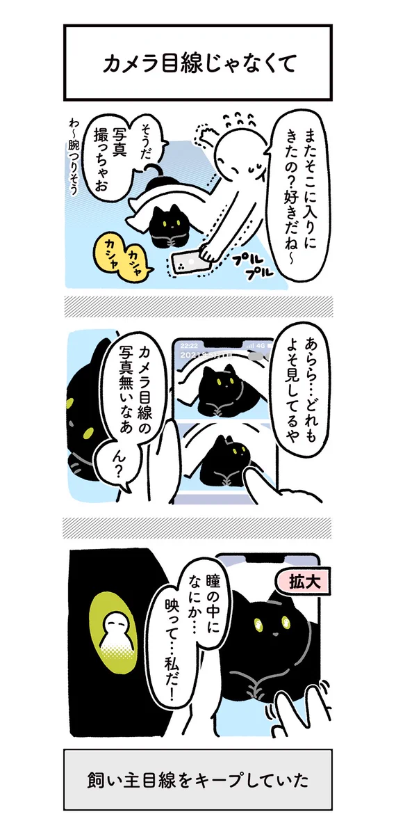 目線をカメラに向けてくれない猫！けれど撮った写真を拡大してあることに気付きほっこり！
