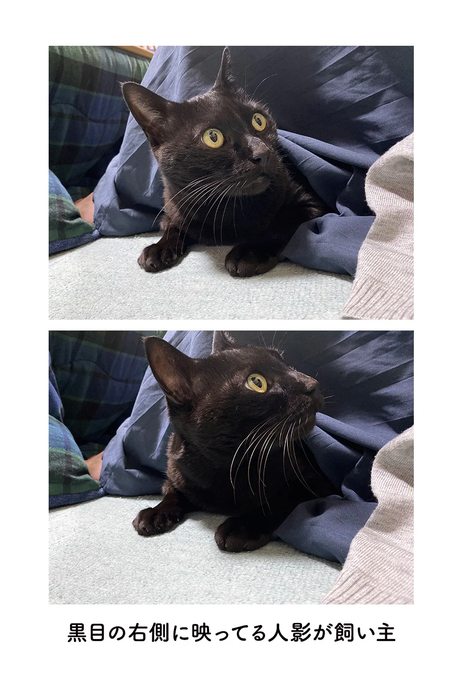 目線をカメラに向けてくれない猫！けれど撮った写真を拡大してあることに気付きほっこり！