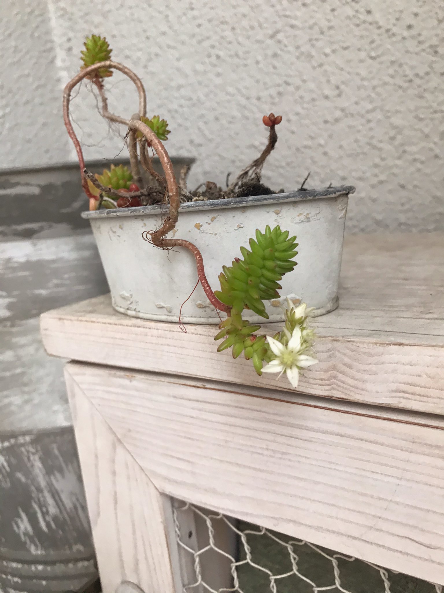 セダムの花 Twitter Search Twitter