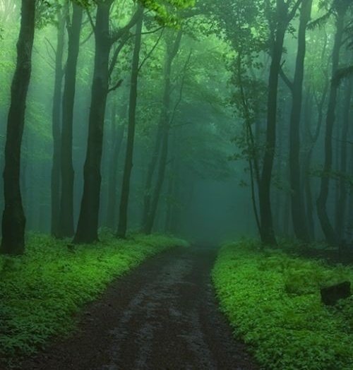 💚💚💚 
#nature #NaturePhotography